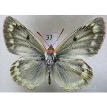 Colias phicomone (Esper, 1780) male Austria33